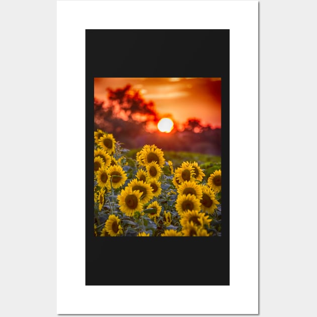 Colby Farms Sunflower Field Sunset Wall Art by WayneOxfordPh